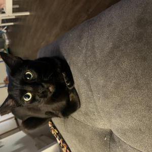 Lost Cat Bruce