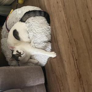 Lost Cat Oliver
