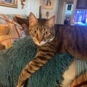 Lost Cat Max
