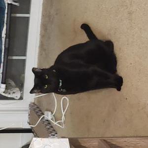 Lost Cat Dixon