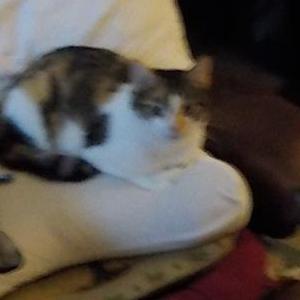 Lost Cat spooky