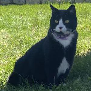 Lost Cat Bubba (Bubs)