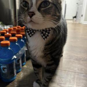 Lost Cat Tom/Tino