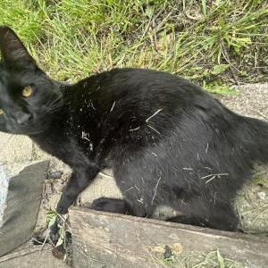 Lost Cat Ishtar
