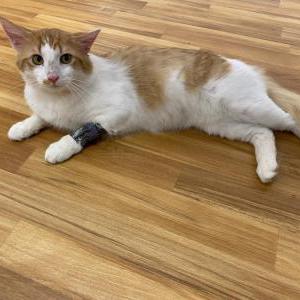 Lost Cat Oliver