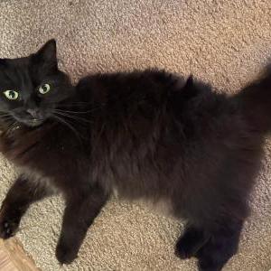 Lost Cat Morgan