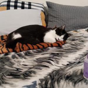 Image of Zara, Lost Cat