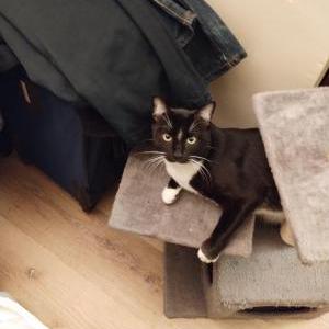 Image of Bubbers, Lost Cat