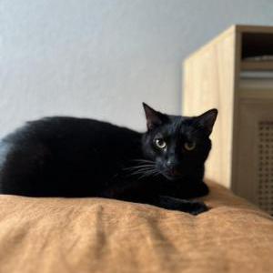Lost Cat Lil Peep