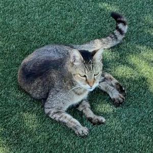 Lost Cat tiger