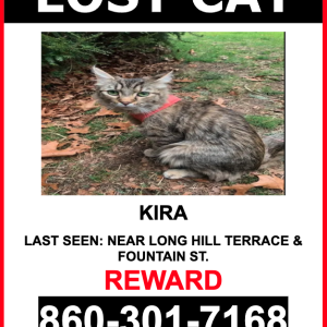 Lost Cat Kira
