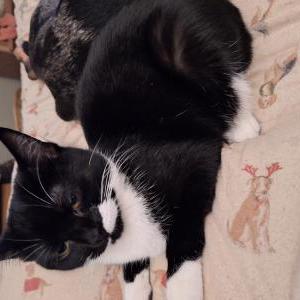Lost Cat Mocha