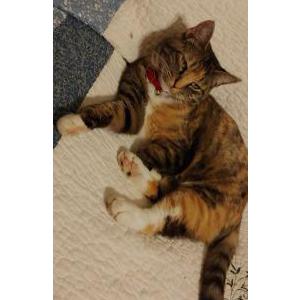 Lost Cat Callie