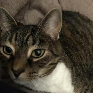 Lost Cat Halo