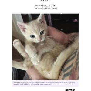 Lost Cat Logan