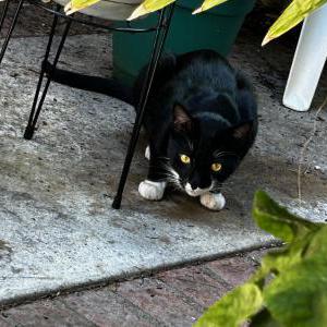 Lost Cat Unknown