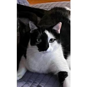 Lost Cat Marty