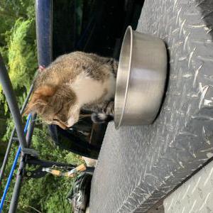 Found Cat Unknown