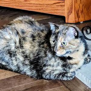 Lost Cat Reese