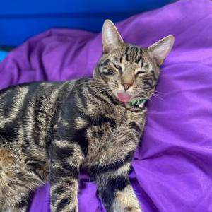 Lost Cat Jack
