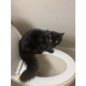 Image of Colombus, Lost Cat