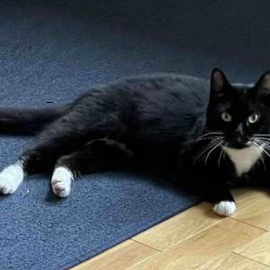 Lost Cat Hissy