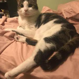 Lost Cat Finnick