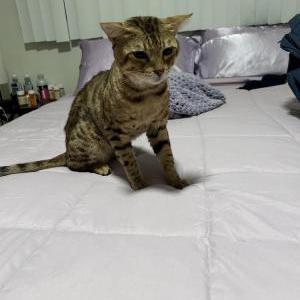 Found Cat Unknown