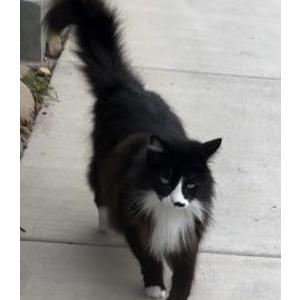Lost Cat Woogie