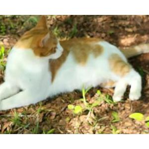 Lost Cat Dewey