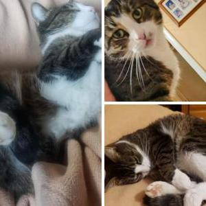 Lost Cat Piper