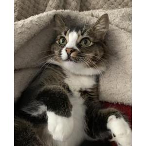 Lost Cat Biana