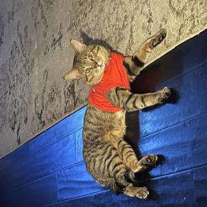 Lost Cat Scully