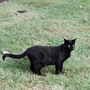 Lost Cat Blueberry