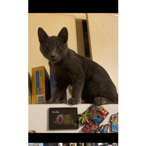 Lost Cat oso