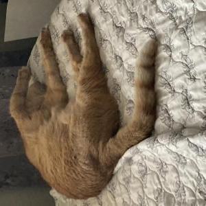 Lost Cat Amelia