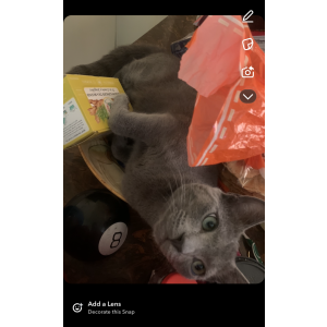 Lost Cat Bluey