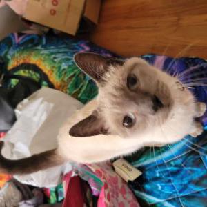 Lost Cat Kya