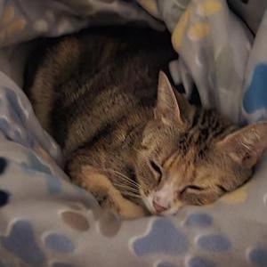 Lost Cat Margo