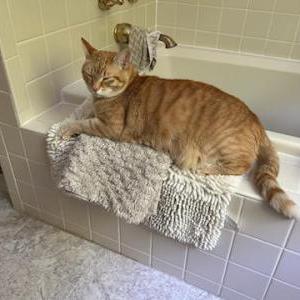 Lost Cat Romeo