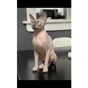 Lost Cat Kato