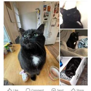 Lost Cat Kiggy