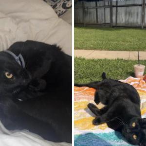 Lost Cat Goes by Besito or Bernie 