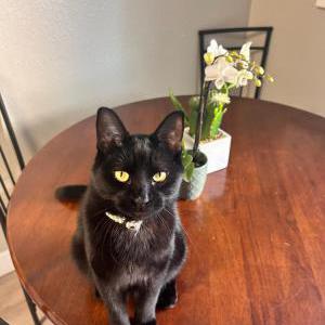 Lost Cat Oscar