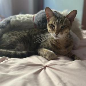Lost Cat Farrah