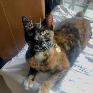 Lost Cat shmol