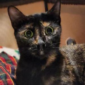 Found Cat Unknown