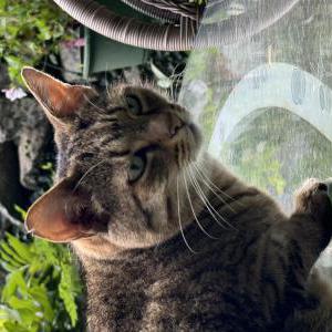 Lost Cat Nala
