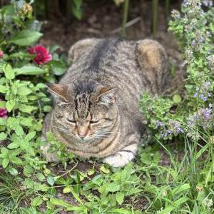 2nd Image of Nala, Lost Cat