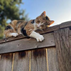 Lost Cat Xenia